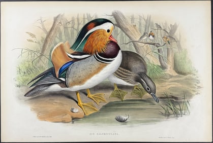 Gould - Mandarin Duck