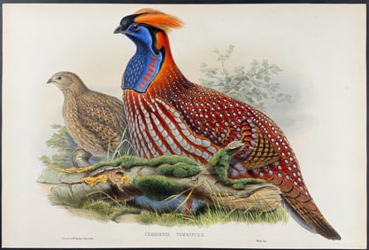 Gould - Temminck's Horned Pheasant