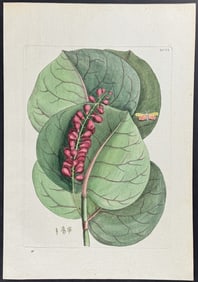 Catesby - Mangrove Grape Tree with Goldenrod Moth. 96