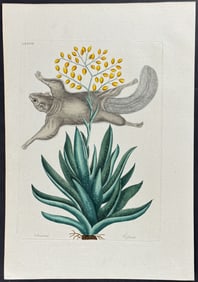Catesby - Flying Squirrel with Viscum . 77