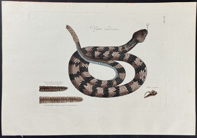 Catesby - Rattlesnake (Canebrake Rattlesnake). 41