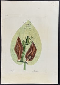Catesby - Green Tree Frog with Skunk Weed. 71