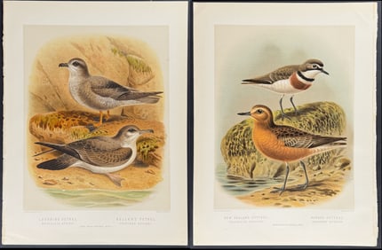 Buller, New Zealand - 4 Bird Prints
