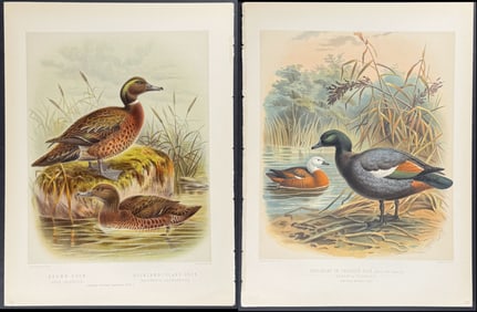 Buller, New Zealand - 5 Bird Prints