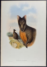 Gould, Australia - Tasmanian Wallaby