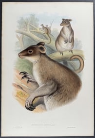 Gould, Australia - Brown Tree-Kangaroo