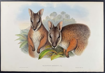Gould, Australia - Derby's Wallaby