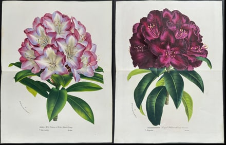 Van Houtte - 4 Rhododendron Prints