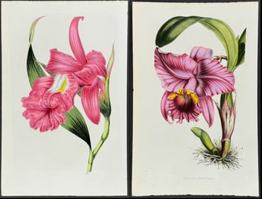 Van Houtte - Pair of Orchid Prints