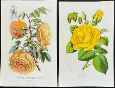 Van Houtte - 3 Rose Prints