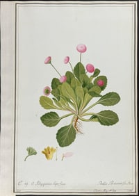 Original Watercolor of Daisy (Bellis Perennis) after Ledel for Curtis (according to Linnaeus system)