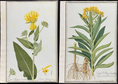 Pair of Original Watercolors of Elecampane (Inula Helenium) & Ragweed (Senecio Sarracenicus) after