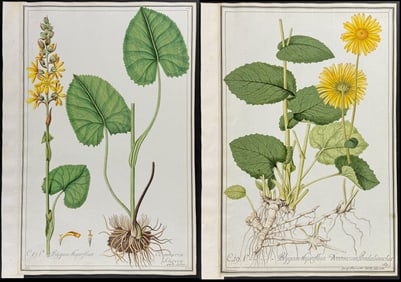 Pair of Original Watercolors of Cineraria Sibirica & Leopardbane (Doronicum Pardalianches) after