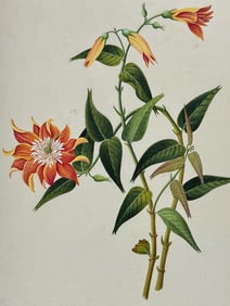 Original Watercolor of Flower (Passion Flower perhaps)
