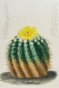 Lemaire & Maubert - Cactus - Echinocactus Erinaceus