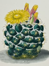 Lemaire & Maubert - Cactus - Mammillaria Sulcolanata