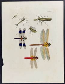 Drury - Dragonflies. 1-47