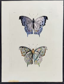 Drury - Butterflies. 3-4