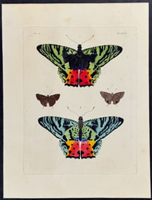 Drury - Butterflies. 2-23