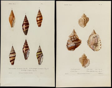 Kiener - 7 Shell Engravings