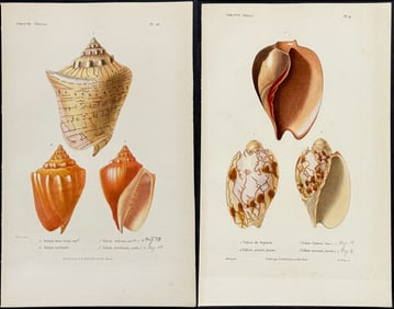 Kiener - 4 Shell Engravings