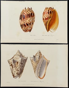 Kiener - 4 Shell Engravings