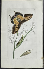 Shaw & Nodder, On Vellum - Papilio Machaon - Butterfly Metamorphosis. 398