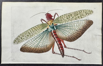 Shaw & Nodder, On Vellum - Egyptian Locust. 251