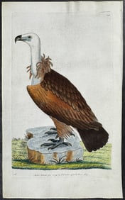Shaw & Nodder, On Vellum - Alpine Vulture. 141