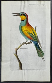 Shaw & Nodder, On Vellum - European Bee-Eater. 162