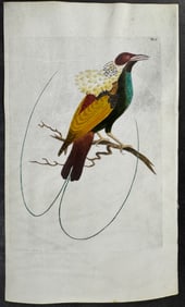 Shaw & Nodder, On Vellum - Magnificent Paradisea, Bird of Paradise. 625
