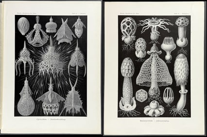 Haeckel - Pair of Natural History Prints