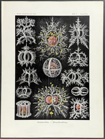 Haeckel - Zooplankton; Stephoidea. 71