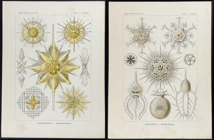 Haeckel - Pair of Natural History Prints