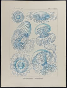 Haeckel - Jellyfish; Leptomedusae. 36