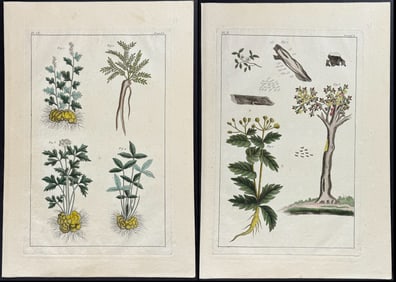 Buchoz - 10 Botanical Engravings
