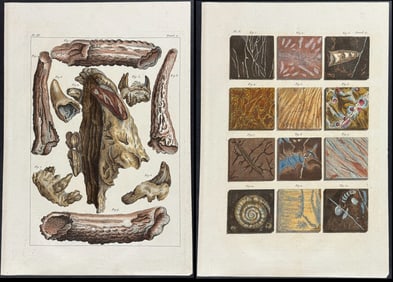 Buchoz - 9 Sea Life & Fossil Engravings