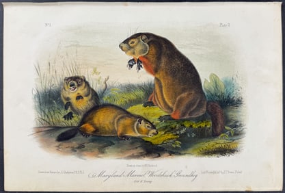 Audubon - Maryland Marmot Woodchuck Groundhog. 2