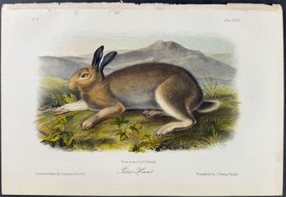 Audubon - Polar Hare. 32
