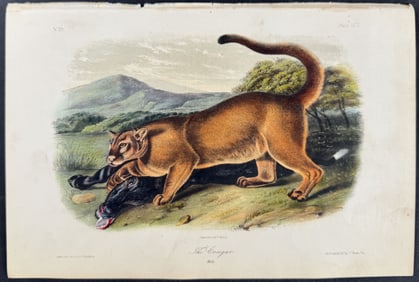 Audubon - The Cougar. 96