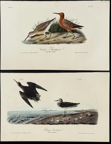 Audubon - 4 Sandpiper Lithographs