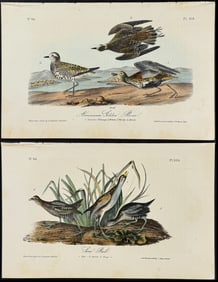 Audubon - 4 Rail & Plover Lithographs