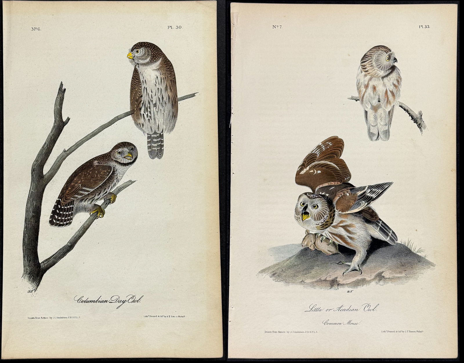Audubon - 4 Owl Lithographs (1 of 5)