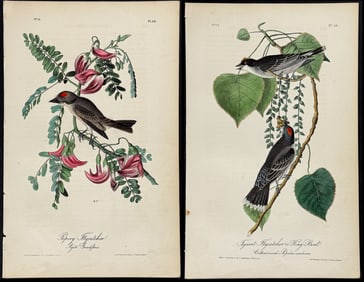 Audubon - 4 Flycatcher Lithographs