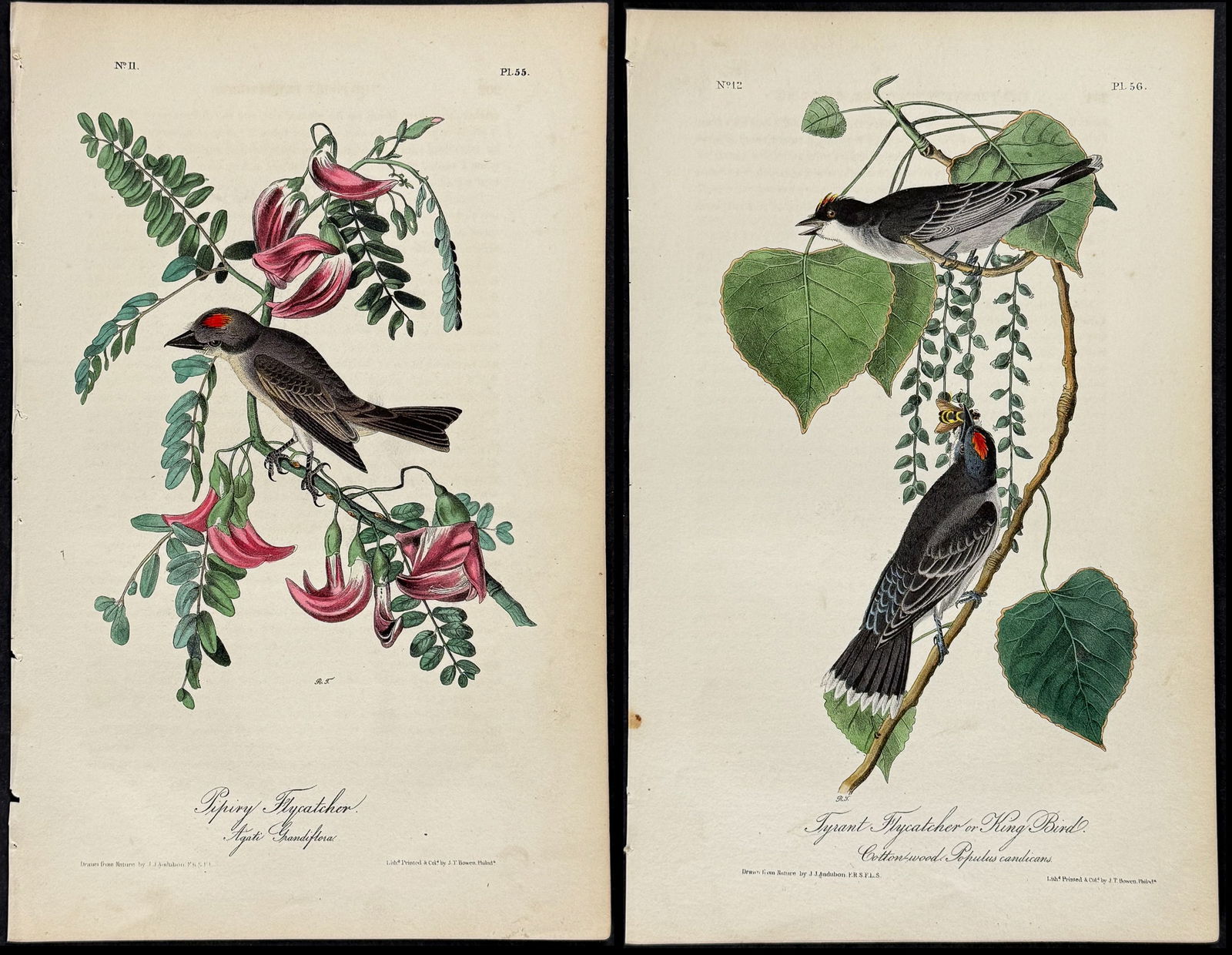 Audubon - 4 Flycatcher Lithographs (1 of 5)