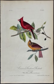 Audubon - Common Cardinal Grosbeak. 203