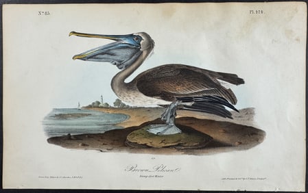 Audubon - Brown Pelican. 424