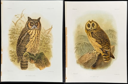 Grandidier - 4 Owl Prints with Anatomical or Skeleton Plates