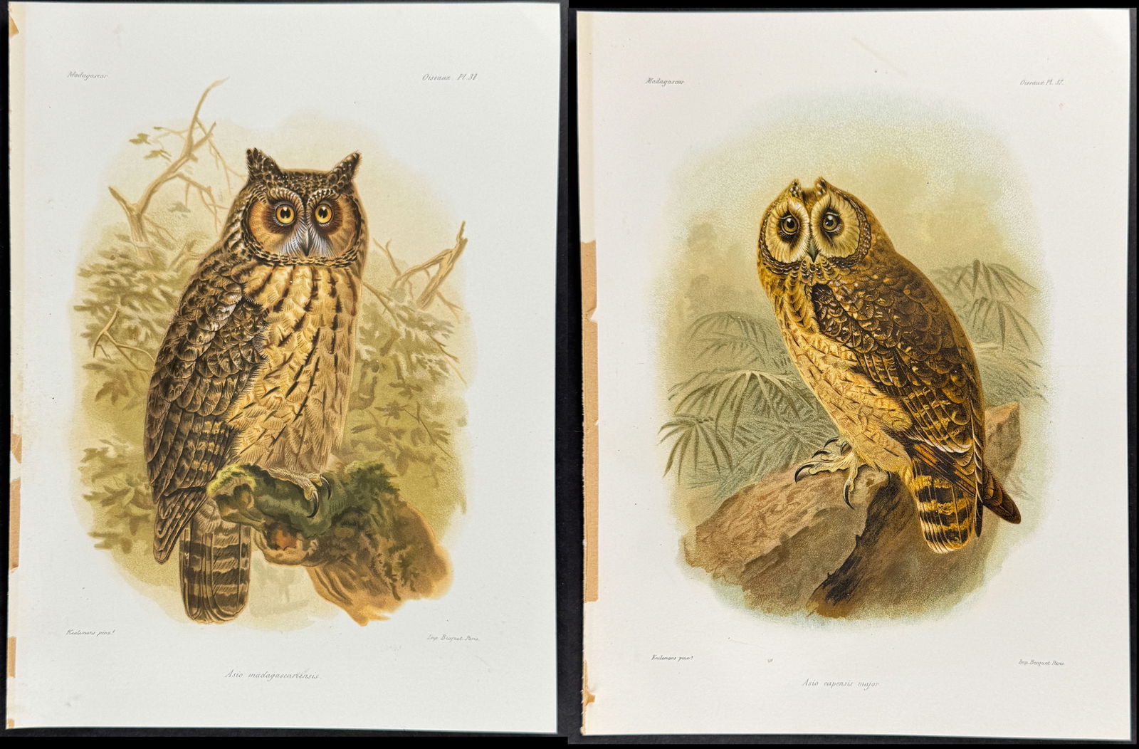 Grandidier - 4 Owl Prints with Anatomical or Skeleton Plates (1 of 8)