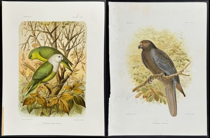 Grandidier - 3 Parrot or Lovebird Prints with Anatomical or Skeleton Plates